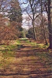 Palmers Wood near Old Warden