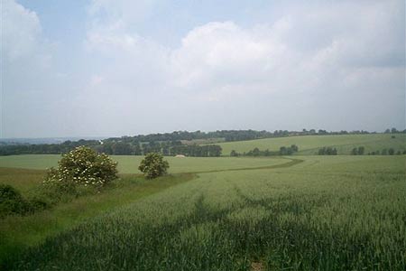 View across Nazeingwood Common