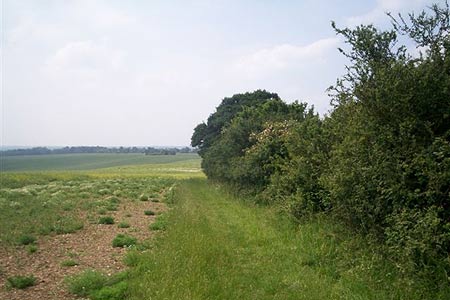 View to Nazeingwood Common near Epping Green