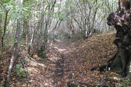 Trench and earthwork in Denge Wood