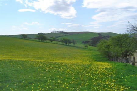 Dandelion strewn field near Stowe