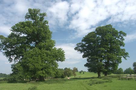 Pleasant countryside at Sandon Park