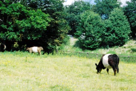 Belted Galway cattle on Boxmoor
