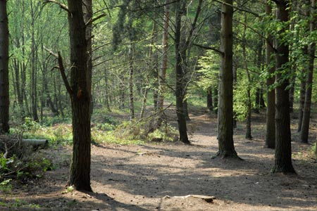 Mixed forest at Downs Banks