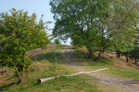 Downs Banks - a typical path through the area