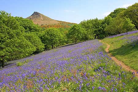 Photo from the walk - Roseberry Topping from Newton under Roseberry