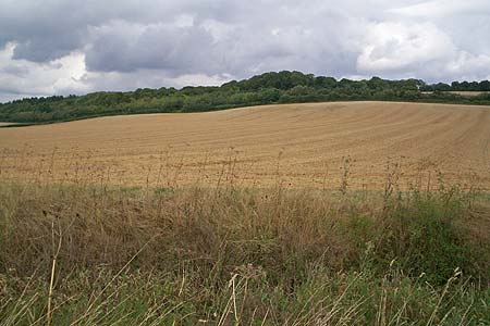 View to High Wood near Watton-at-Stone