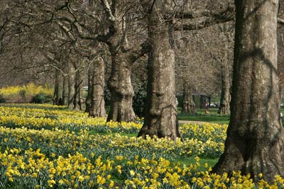 Springtime in St James's Park with thousands of Daffodils