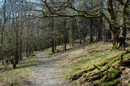 The woodland walk between Coniston and Tarn Hows