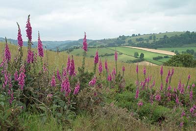 Colourful Shropshire countryside at the height of summer