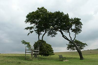 Windswept trees on Cleeve Common
