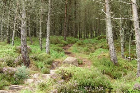 The forests in sutherland offer some very pleasant walking