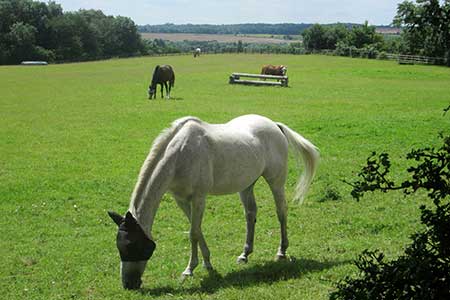 Horses on the Hillingdon Trail near Rickmansworth