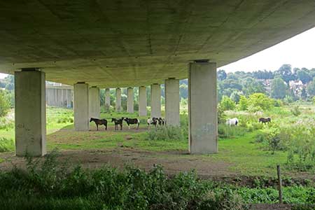 Horses under the flyover by the River Lee