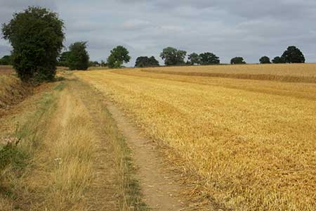 Hertfordshire Way leading towards Stanstead Abbotts