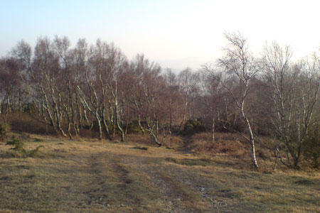 Whitbarrow Fell - Birch woods are common here