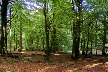 Typical woodland in the early stages of Highmeadow wood