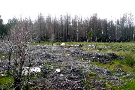Fire damage is a major threat in the Cairngorm's forests