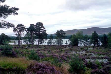 View over Loch Morlich