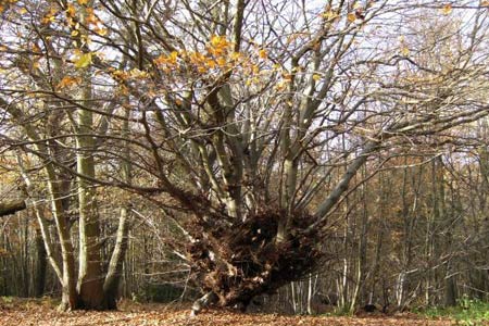 Beech Tree at Bigbury Hill Fort