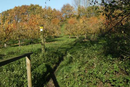 Bridge between hop garden and orchard near Canterbury