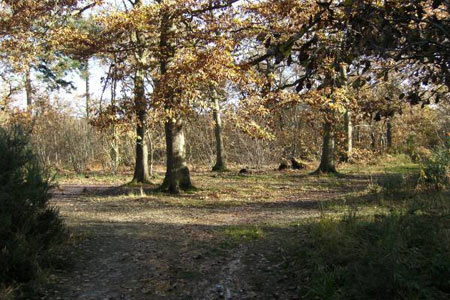Group of four large beech trees in Willow Wood