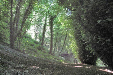 Edge Hill is home to ancient woodland