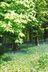 The blue bell wood by the Greensand Ridge Walk