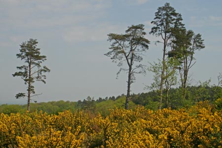 Yellow gorse and Scots Pine trees on Black Down