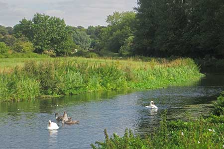 Swans on the river Stort, near Tednambury Lock