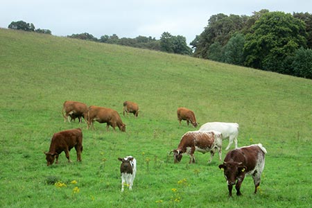 Grazing cows in the Lower Hernes valley