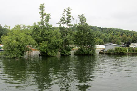 Four tree-clad islands on the Thames at Henley on Thames