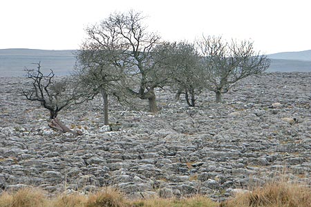 A limestone pavement beside the Bycliffe Road