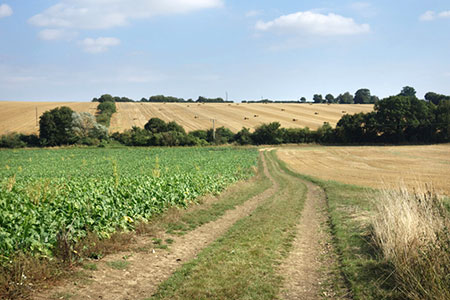 Farmland at Houghton Hall, Suffolk