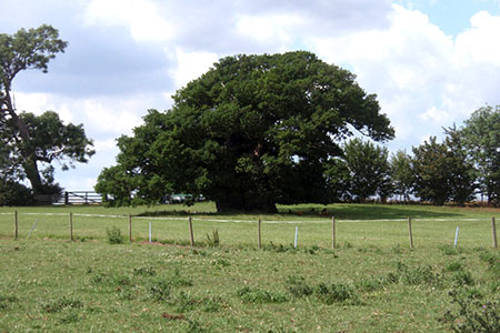 Photo from the walk - Bowthorpe Oak from Witham on the Hill