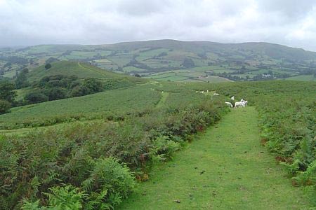 View to Welsh mountains from descent to Gladestry