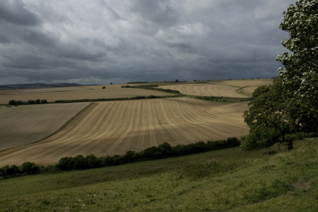 A downland scene near Burpham