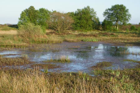 Carr Pond on Eston Moor