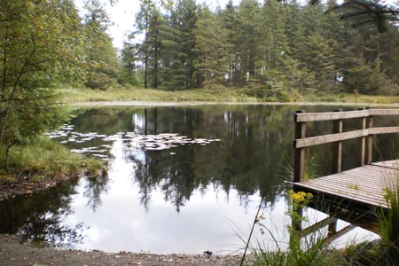 Grizedale Tarn in Grizedale Forest