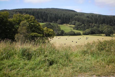 View to Carron Crag, highest point in Grizedale Forest