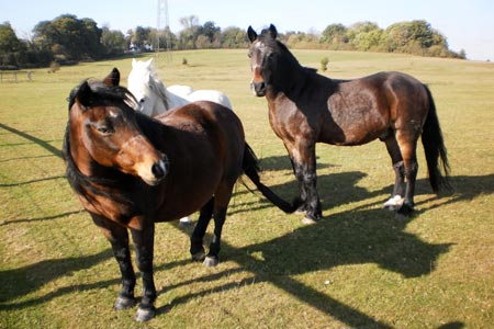Horses in a field near to Denham Avenue in Buckinghamshire