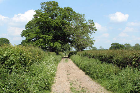 Hollow Marsh Lane near Litton
