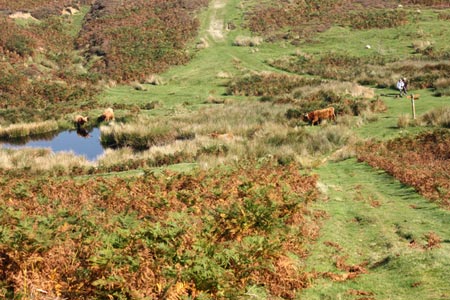 Photo from the walk - Dundale Pond from Levisham
