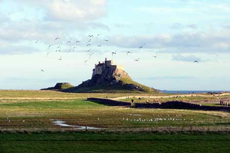 Seagulls over Lindisfarne, Northumberland
