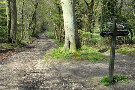 Path junction in Goodmerhill Wood

