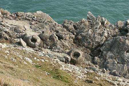 The fossil forest near Lulworth Cove