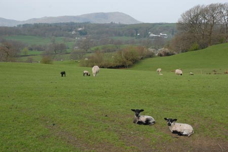 Pastures with spring lambs near Hawkshead