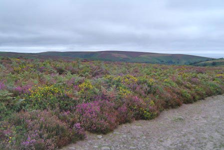 The purple headed mountain inspired by heathland colour