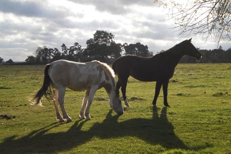 Horses in a field off the Beeches Way