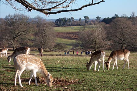 Grazing deer, Knole Park, Sevenoaks, Kent